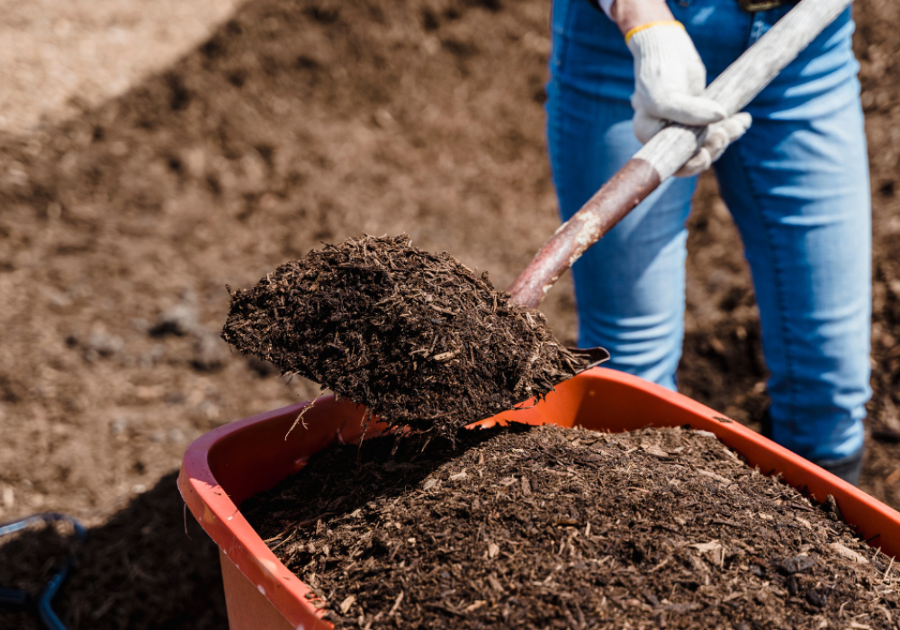 Distribution gratuite de compost